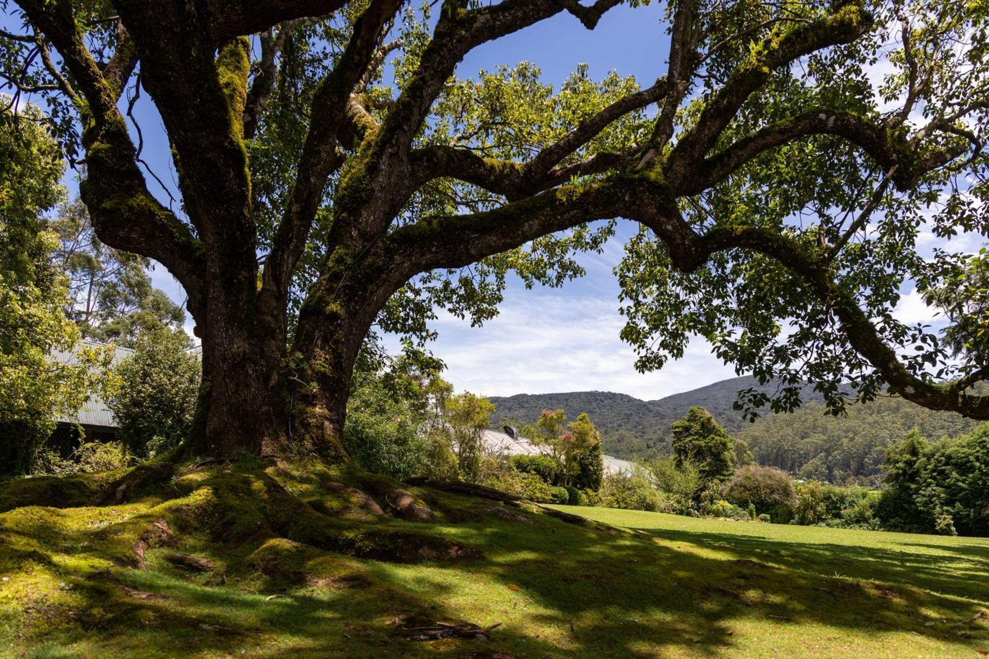 Ferncliff Bungalow นูวาราเอลิยา ภายนอก รูปภาพ